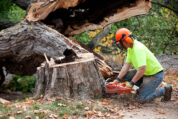 Trusted Dolgeville, NY Tree Removal Experts